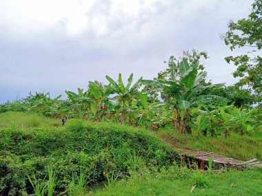 Yerel bir çiftçinin sahip olduğu balık havuzunun yanındaki muz bahçesinin manzarası, bazı yeşil çimenler hala güzel.