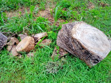 Parçalara ayrılıp ormandaki çimlere bırakılan bir ağaç.
