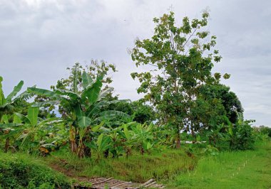 Yerel bir çiftçinin sahip olduğu balık havuzunun yanındaki muz bahçesinin manzarası, bazı yeşil çimenler hala güzel.