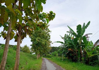 Köyün köşesindeki köy yolunun önünde büyüyen büyük, uzun ağaçlar.