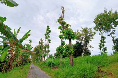 Köyün köşesindeki köy yolunun önünde büyüyen büyük, uzun ağaçlar.