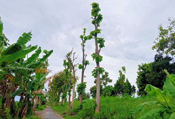 Köyün Köşesindeki Köy Yolunun Önünde Büyüyen Büyük Uzun Ağaçlar — Stok fotoğraf