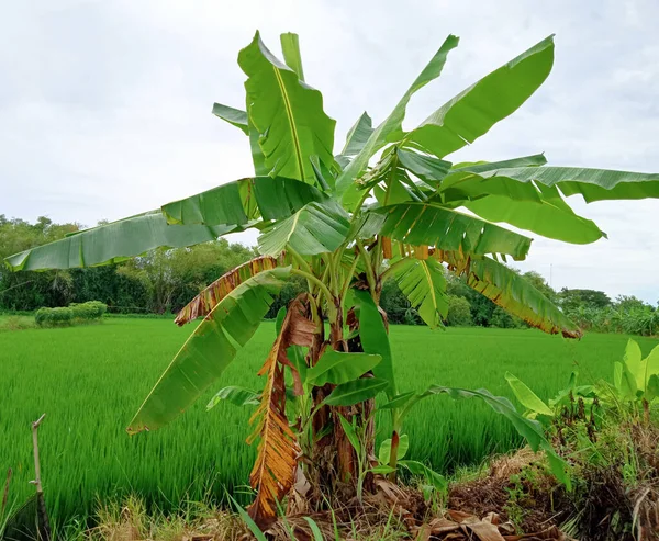 Banana Tree Growing Rice Field — Stok fotoğraf