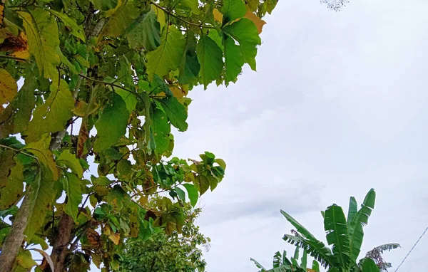Teak Tree Lush Leaves Bright White Sky — Stockfoto