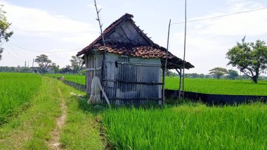 Çiftçinin eski ahşap kulübesi geniş pirinç tarlalarıyla çevrili.