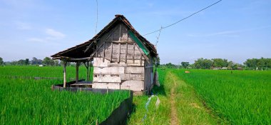 Çiftçinin eski ahşap kulübesi geniş pirinç tarlalarıyla çevrili.