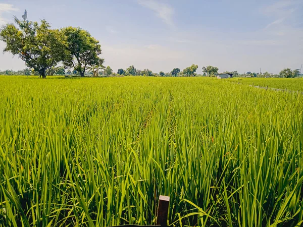 Uçsuz Bucaksız Pirinç Tarlalarının Manzarası — Stok fotoğraf
