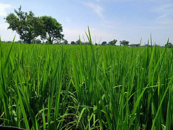 View Vast Expanse Rice Fields — Stok fotoğraf