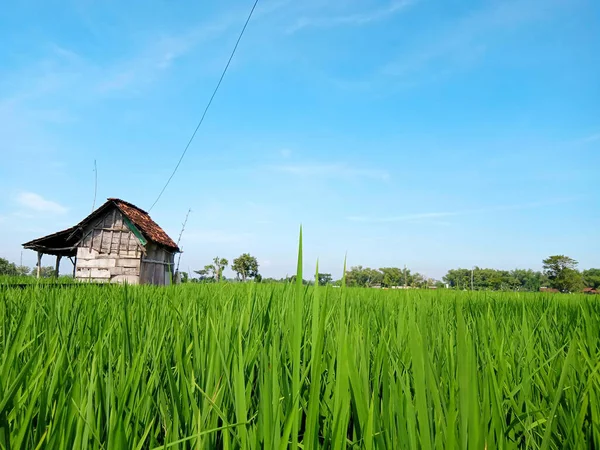 Beautiful View Old Wooden Hut Corner Vast Expanse Green Rice — Stok fotoğraf