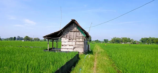 Çiftçinin Eski Ahşap Kulübesi Geniş Pirinç Tarlalarıyla Çevrili — Stok fotoğraf