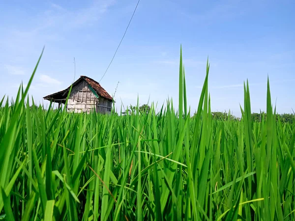 Beautiful View Old Wooden Hut Corner Vast Expanse Green Rice — Stock fotografie