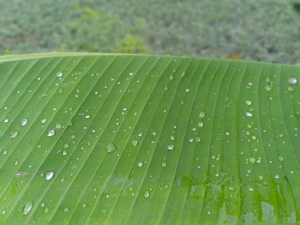 Green Banana Leaf Raindrops Background Water Drops Fresh Banana Leaf — Stock Photo, Image