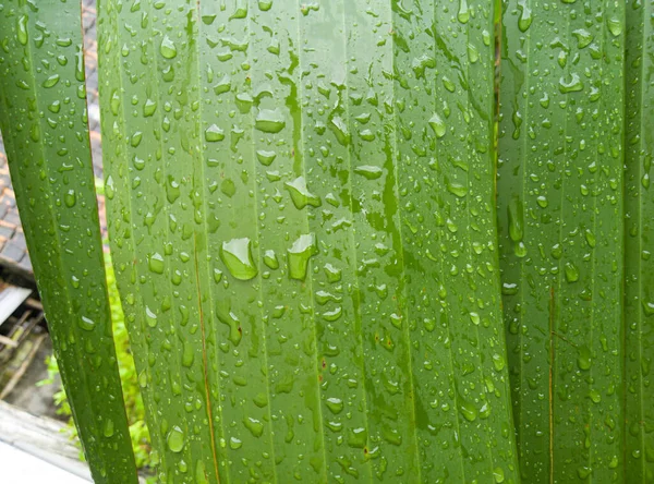 バナナの葉の質感と水滴 バナナの葉の雨滴 — ストック写真