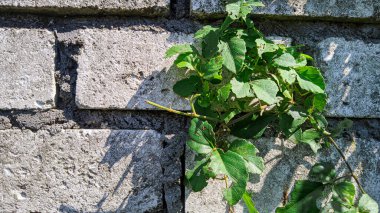 Evin duvarlarında sürünen yabani bitkiler duvarlarda sürünen yabani yapraklar.