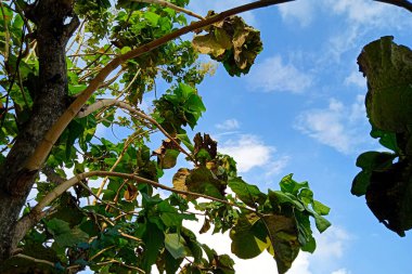 Mavi gökyüzünün ve beyaz bulutların arka planında gür meşe ağaçlarının güzel manzarası.