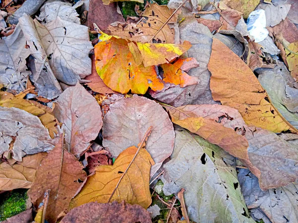 Teak Leaves Fall Dry Season Dry Teak Leaves Ground — Stock Photo, Image