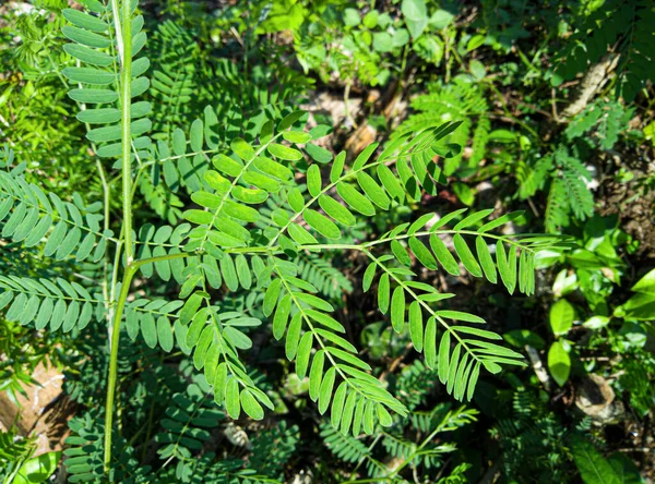 Close Foto Van Groene Bladeren Het Bos Bladachtergrond — Stockfoto