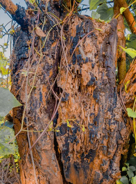 rotten tree in cornfield. Beautiful bark pattern, nature background image. Photo of tree trunks, Weather-destroyed bark, Artistic and aesthetic pattern of weathered tree trunks, aesthetically colored weathered tree trunks