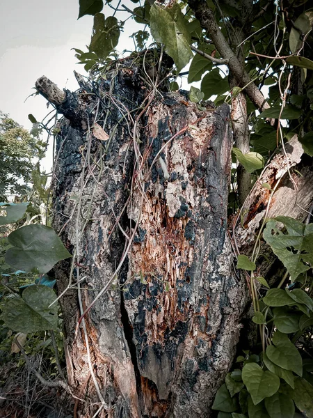 rotten tree in cornfield. Beautiful bark pattern, nature background image. Photo of tree trunks, Weather-destroyed bark, Artistic and aesthetic pattern of weathered tree trunks, aesthetically colored weathered tree trunks