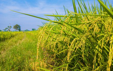 pirinç tarlası ve gökyüzü arka planı, köydeki pirinç tarlaları mavi gökyüzünün altında pirinç tarlaları, Asya 'daki pirinç tarlaları.