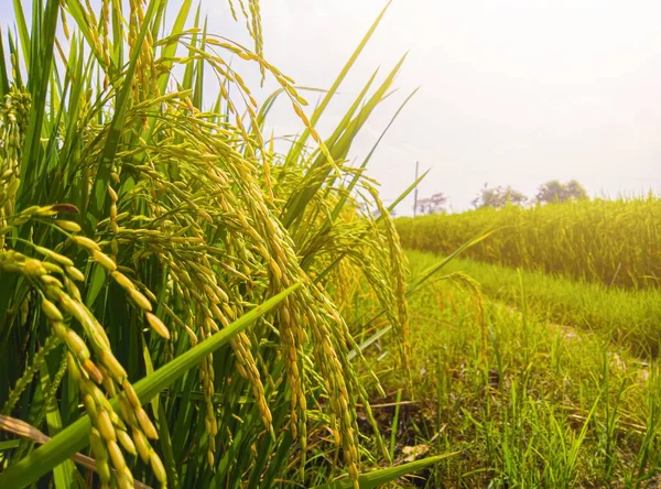 rice field and sky background at morning, the view of the rice fields in the village, The rice fields are under the blue sky, rice fields in asia