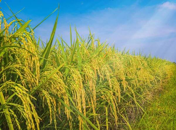 rice field and sky background at morning, the view of the rice fields in the village, The rice fields are under the blue sky, rice fields in asia