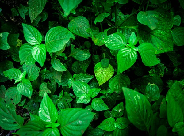 Yeşil renk tonu koyu, yeşil çimenlerin doğal manzarasına yakın, düz arazi, karanlık doğa konsepti, koyu renk çimen arka planı, yeşil arkaplan, bitki örtülü doğa, bitki koyu tonu