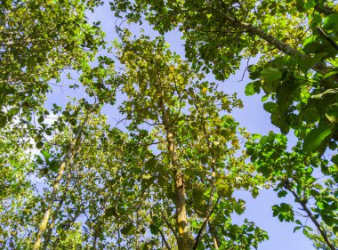 Ormandaki meşe ağaçlarının manzarası, sabahları meşe ağaçları, doğa arka planı, tropik ormanlardaki meşe ağaçları, doğa duvar kağıdı, meşe ağacı.