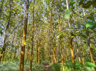 Ormandaki meşe ağaçlarının manzarası, sabahları meşe ağaçları, doğa arka planı, tropik ormanlardaki meşe ağaçları, doğa duvar kağıdı, meşe ağacı.