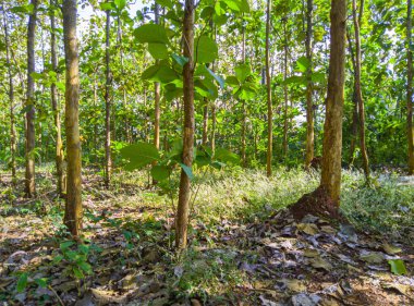Ormandaki meşe ağaçlarının manzarası, sabahları meşe ağaçları, doğa arka planı, tropik ormanlardaki meşe ağaçları, doğa duvar kağıdı, meşe ağacı.