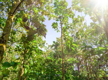 Ormandaki meşe ağaçlarının manzarası, sabahları meşe ağaçları, doğa arka planı, tropik ormanlardaki meşe ağaçları, doğa duvar kağıdı, meşe ağacı.