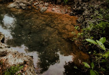 Ormanda hiç dokunulmamış küçük bir nehir, temiz suyu olan bir nehir, balık tutmak için yapılmış küçük bir nehir, güzel bir atmosferi olan yeşil bir nehir.