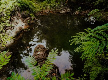 Ormanda hiç dokunulmamış küçük bir nehir, temiz suyu olan bir nehir, balık tutmak için yapılmış küçük bir nehir, güzel bir atmosferi olan yeşil bir nehir.