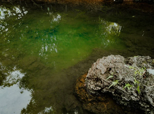 Piccolo Fiume Nella Foresta Che Non Stato Toccato Fiume Con — Foto Stock