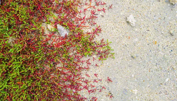 Sesuvium portulacastrum genellikle kıyı bölgelerinde bulunan bir sarmaşıktır, bu bitki Asya, Afrika ve Amerika ülkelerinde bulunabilir..