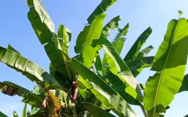 Yeşil muz yaprağının, mavi gökyüzünde esen rüzgarın, rüzgarda hareket eden muz ağaçlarının, HD doğa görüntülerinin, yaz zamanı muz ağacı görüntülerinin, doğanın arka plan görüntülerinin görüntüleri.