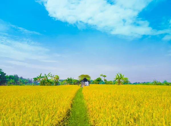 Pohled Chatu Uprostřed Rýžových Polí Barvou Oblohy Velmi Estetický Ohromující — Stock fotografie