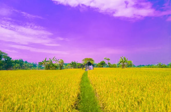 Вид Хижину Посреди Рисовых Полей Цветом Сине Фиолетового Неба Эстетичен — стоковое фото