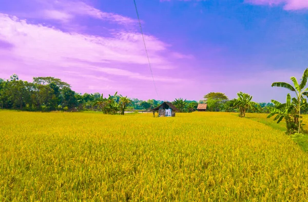 Pohled Chatu Uprostřed Rýžových Polí Barvou Modrofialové Oblohy Velmi Estetický — Stock fotografie