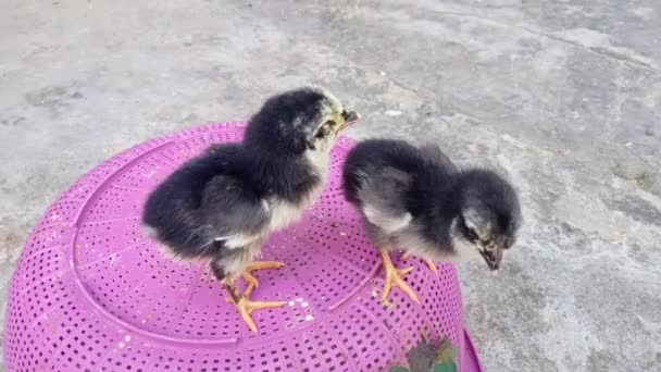 Two Black Chicks Footage Animal Footage — Stock Video