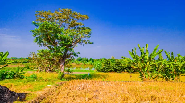 Výhled Velký Strom Levé Straně Který Rýžovém Poli Krásnou Modrou — Stock fotografie