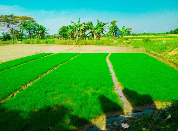 Proces Výsadby Semen Rýže Polích Jejich Zralosti Který Zemědělci Později — Stock fotografie