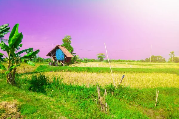 Panoramatický Pohled Dřevěnou Chatu Místního Farmáře Vystavenou Rannímu Slunci Levé — Stock fotografie