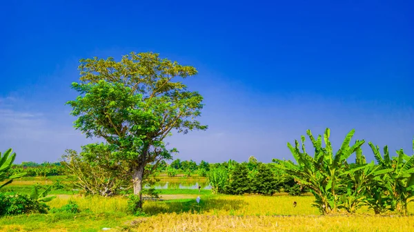 Výhled Velký Strom Levé Straně Který Rýžovém Poli Krásnou Modrou — Stock fotografie