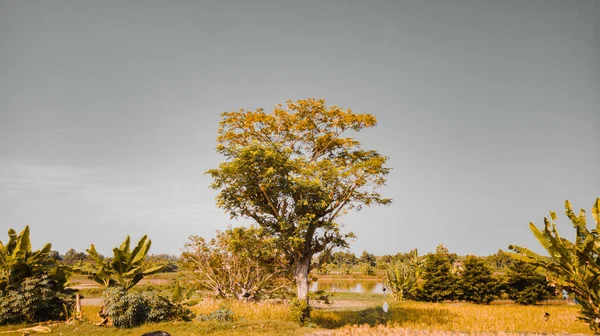 Panoramablick Auf Den Großen Baum Der Mitte Des Reisfeldes Mit — Stockfoto