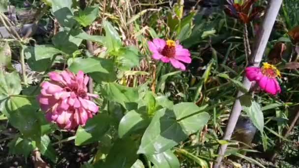 レッド ジニアの花は庭で水をやりました Hd花映像 Hd自然映像 — ストック動画