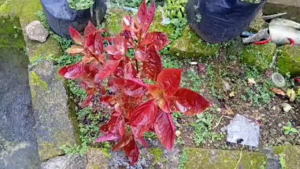 Footage Watering Fresh Red Flowers Morning Home Garden Flower Footage — Vídeo de stock