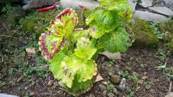 Footage Watering Fresh Green Flowers Morning Home Garden Flower Footage — Vídeos de Stock