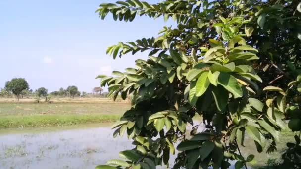 Video Footage Guava Tree Whose Leaves Moving Wind — Vídeo de stock