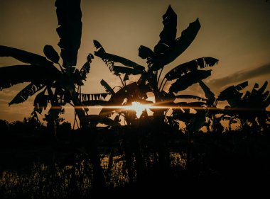 Güzel panoramik manzara sabah güneş doğarken muz ağacından ve güzel kırsal doğadan gelen ışınlarıyla